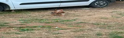 Yorkshire Terrier dogs for sale: Yorkshire terrier puppy  in Hemel Hempstead - Advert 1