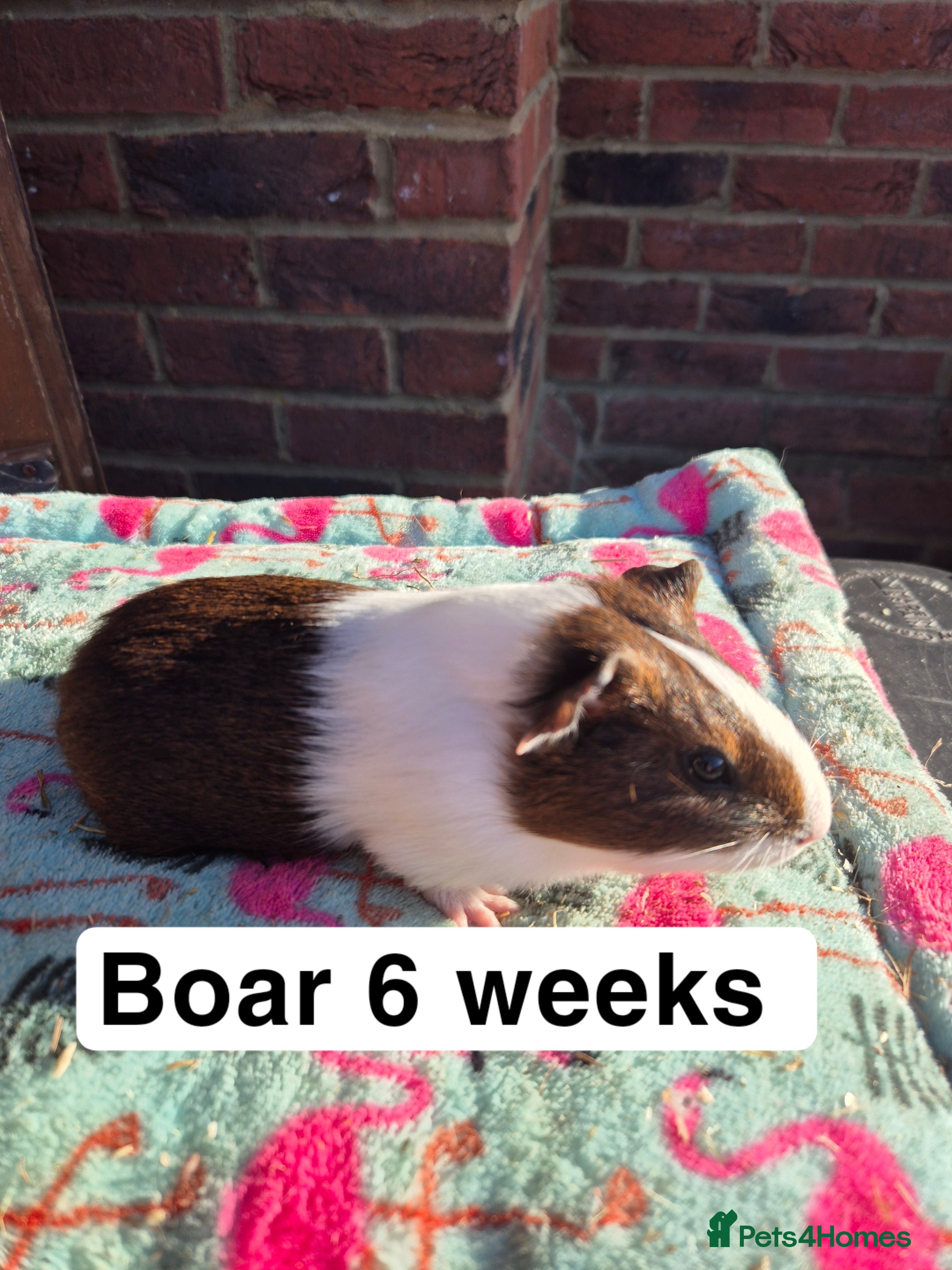 Guinea Pig rodents Guinea pigs  - Advert 15