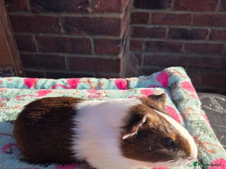 Guinea Pig rodents Guinea pigs - Advert 8