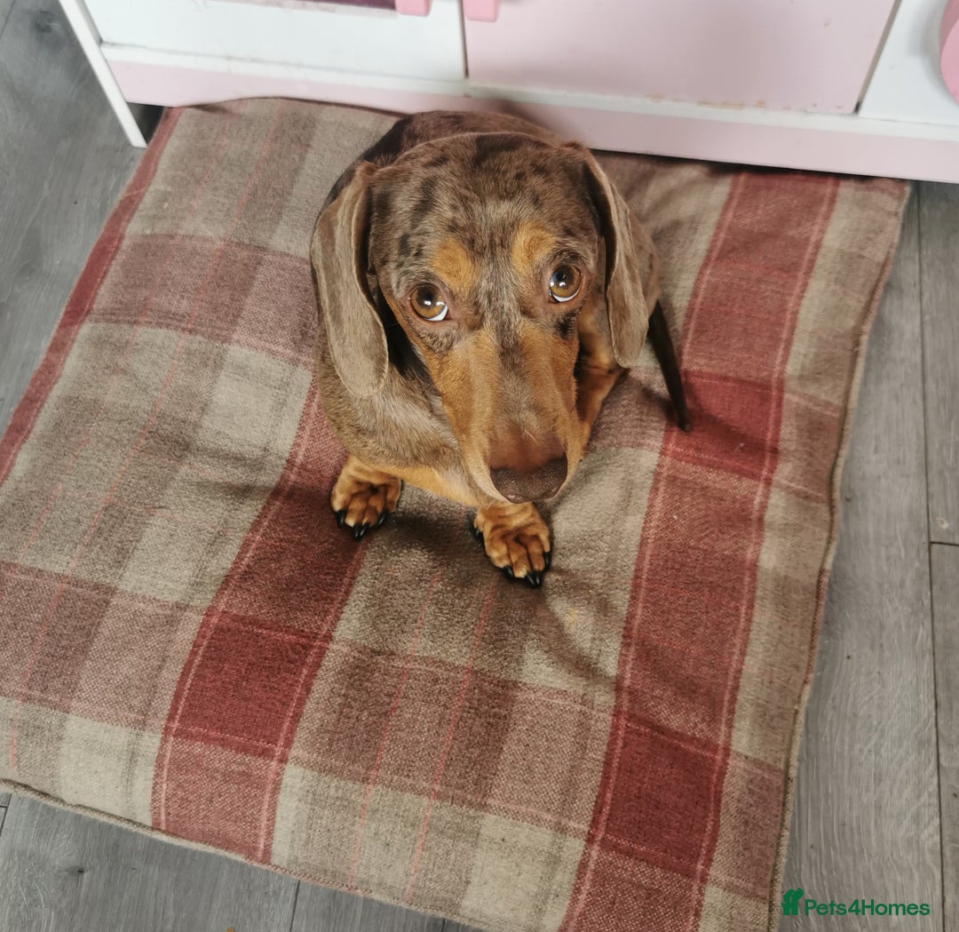 Miniature Dachshund dogs for stud: Miniature chocolate dapple mink dachshund stud dog - Image 5