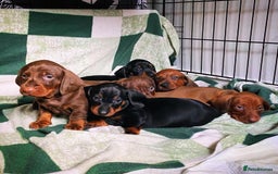 Dachshund dogs for sale: Standard Dachshund Puppies (KC registered) - Image 1
