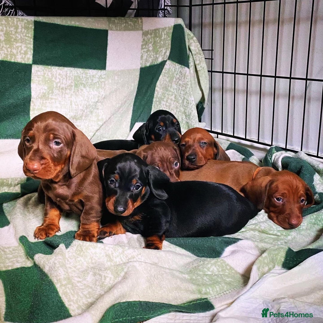 Dachshund dogs for sale: Standard Dachshund Puppies (KC registered) - Image 1