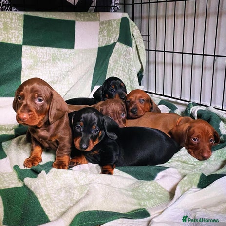 Dachshund dogs - Advert 1