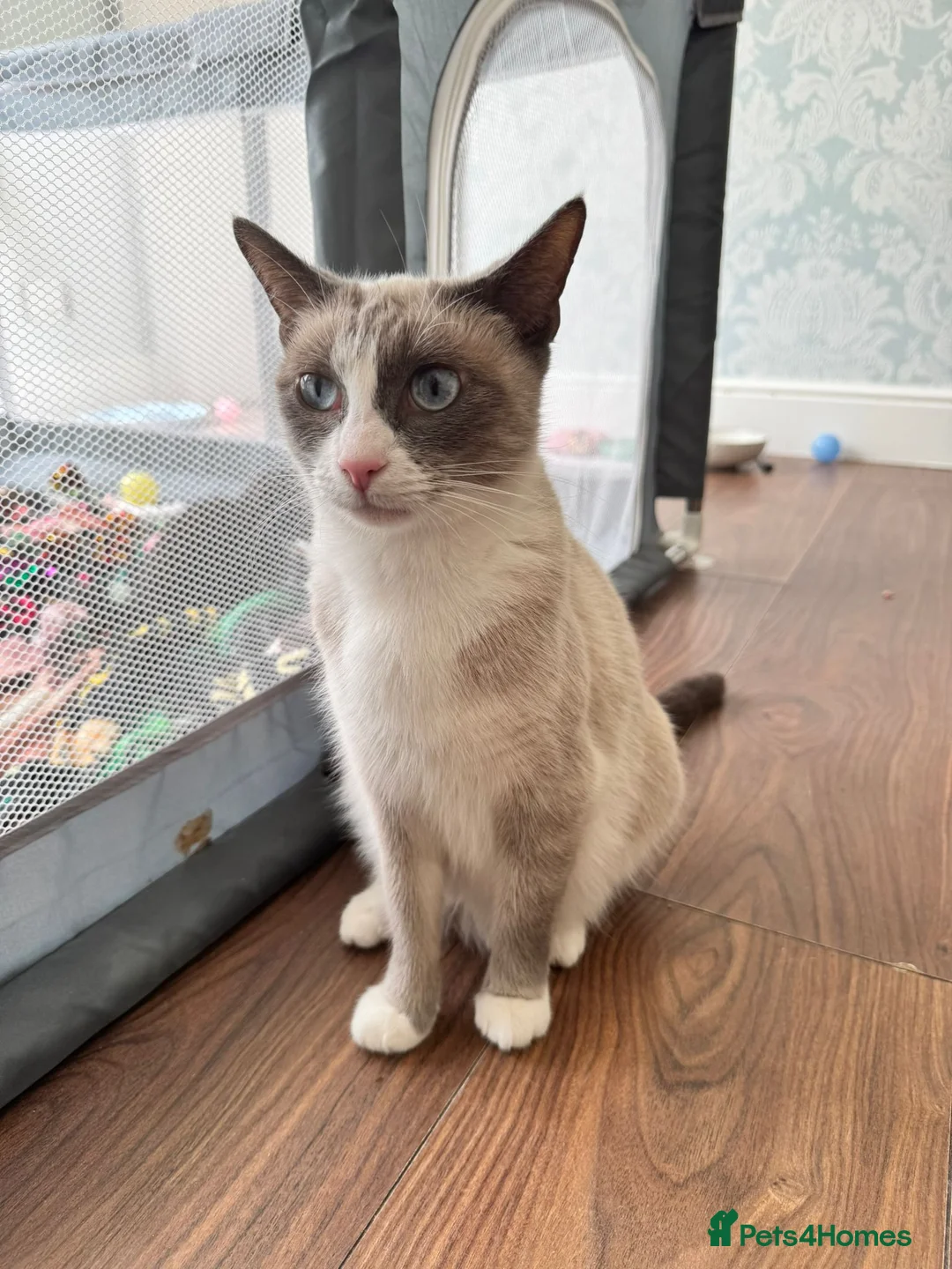 Mixed Breed cats for sale: Beautiful kitten  - Advert 1