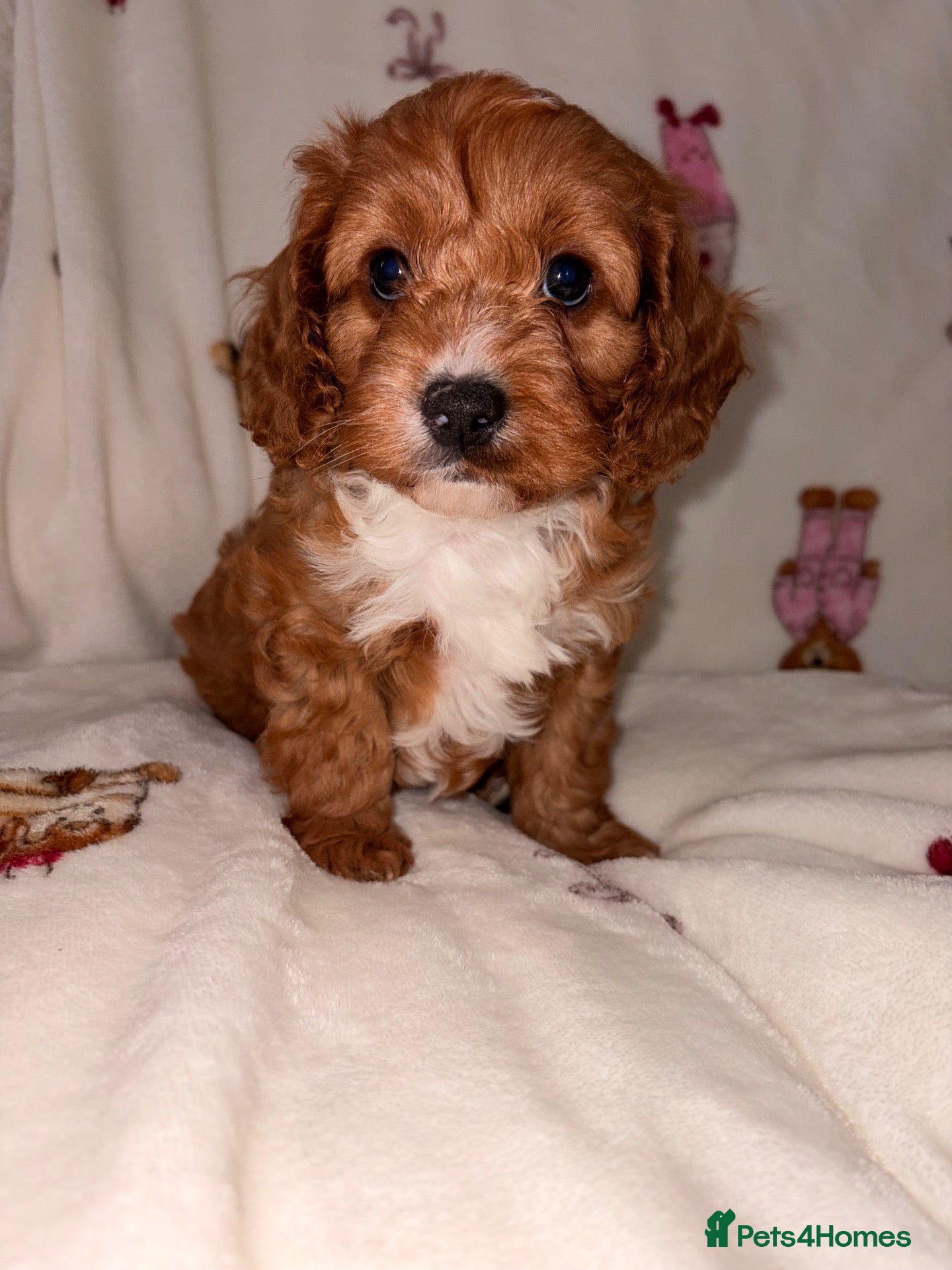 Cavapoo dogs DNA KC Health tested Deep red toy cavapoo puppy’s  - Advert 10