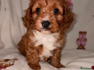 Cavapoo dogs DNA KC Health tested Deep red toy cavapoo puppy’s - Advert 10