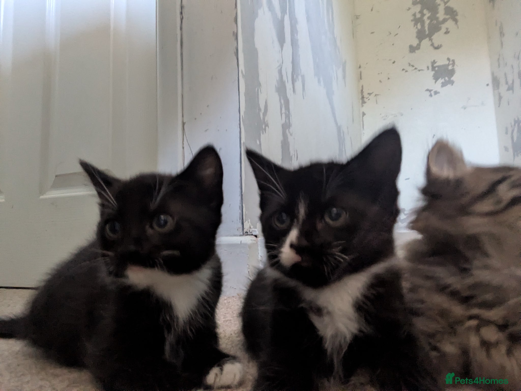 Mixed Breed cats 2 beautiful black and white kittens - Advert 12