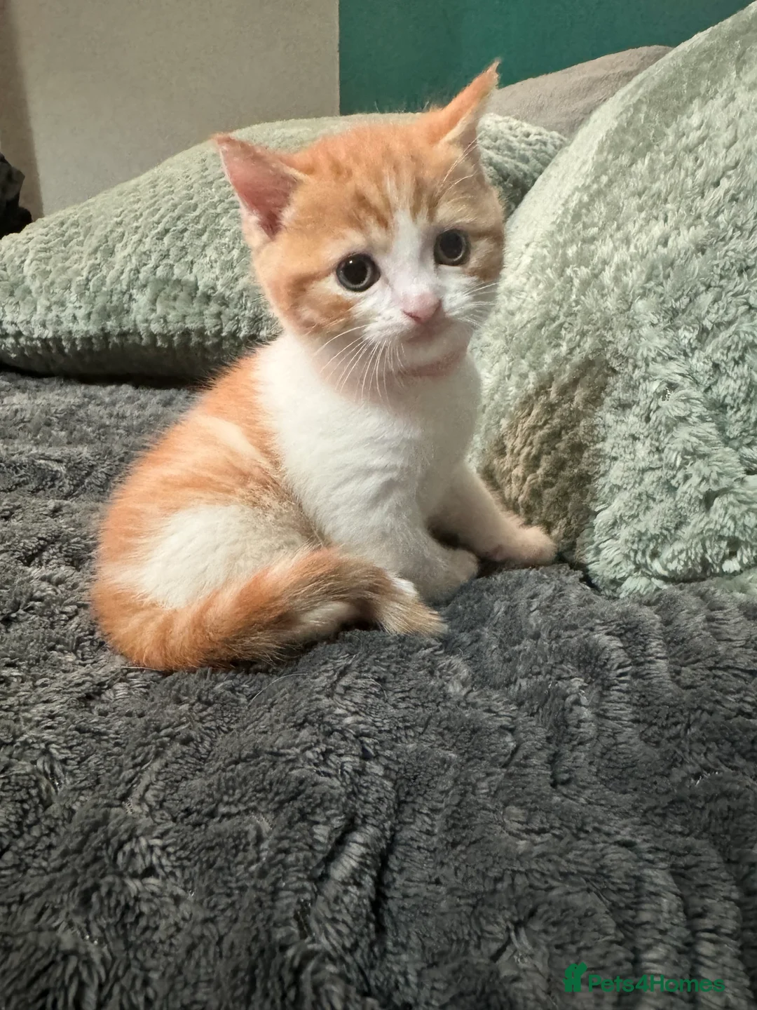 Scottish Fold cats for sale: Scottish fold x domestic kittens  - Advert 5