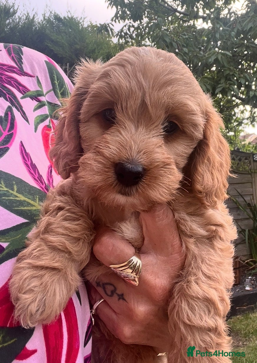 Cavapoo dogs 4 Beautiful Cavopoo pups  - Advert 15