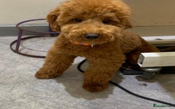 Yorkiepoo dogs for sale: Beautiful yorkipoo puppies - Image 26