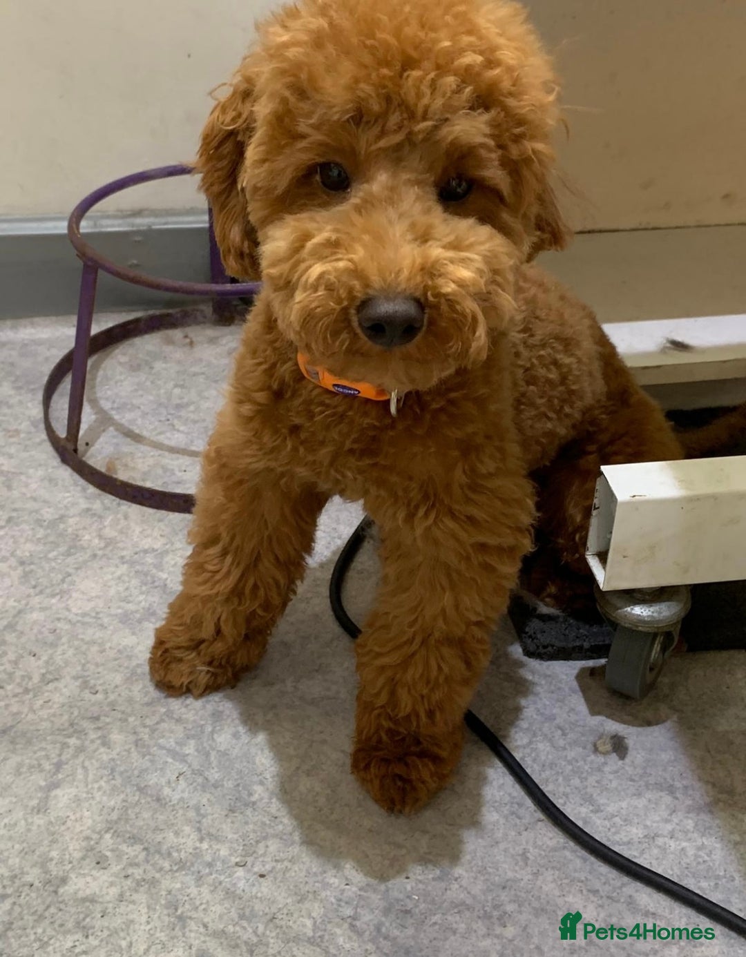 Yorkiepoo dogs for sale: Beautiful yorkipoo puppies - Image 26