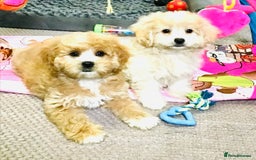 Cavapoo dogs for sale: 🩷F1b CAVAPOO GIRLS~ READY FOR NEW HOMES 🩷 - Image 8