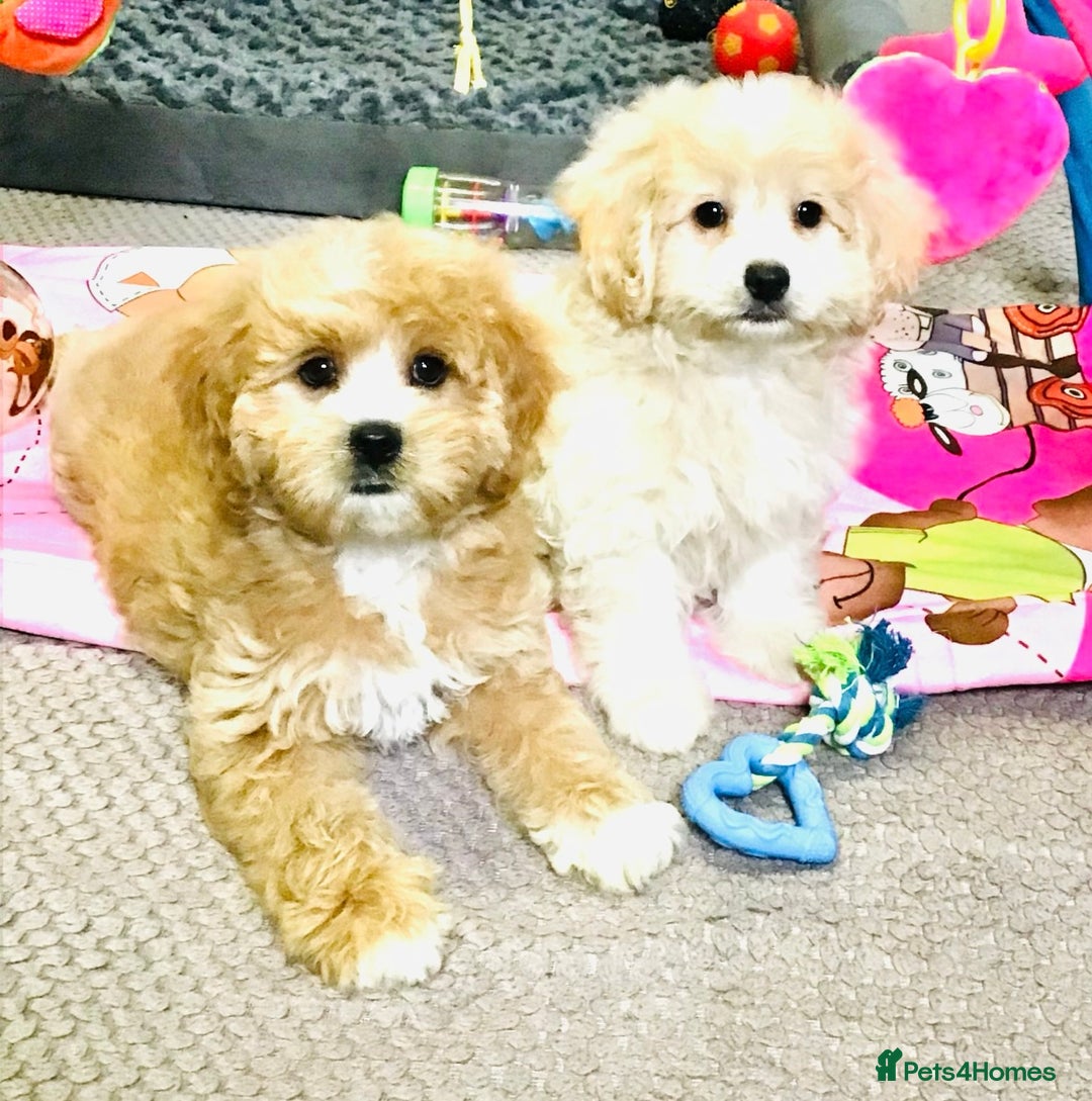 Cavapoo dogs for sale: 🩷F1b CAVAPOO GIRLS~ READY FOR NEW HOMES 🩷 - Image 8