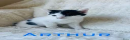 Mixed Breed cats for sale: Meet the Shelby Family… - Advert 4