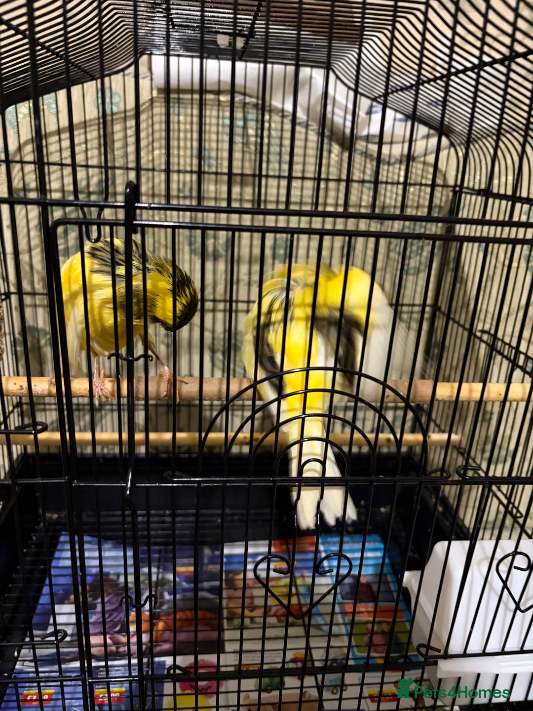 Canaries birds for sale: Border buff pair canaries  - Advert 11