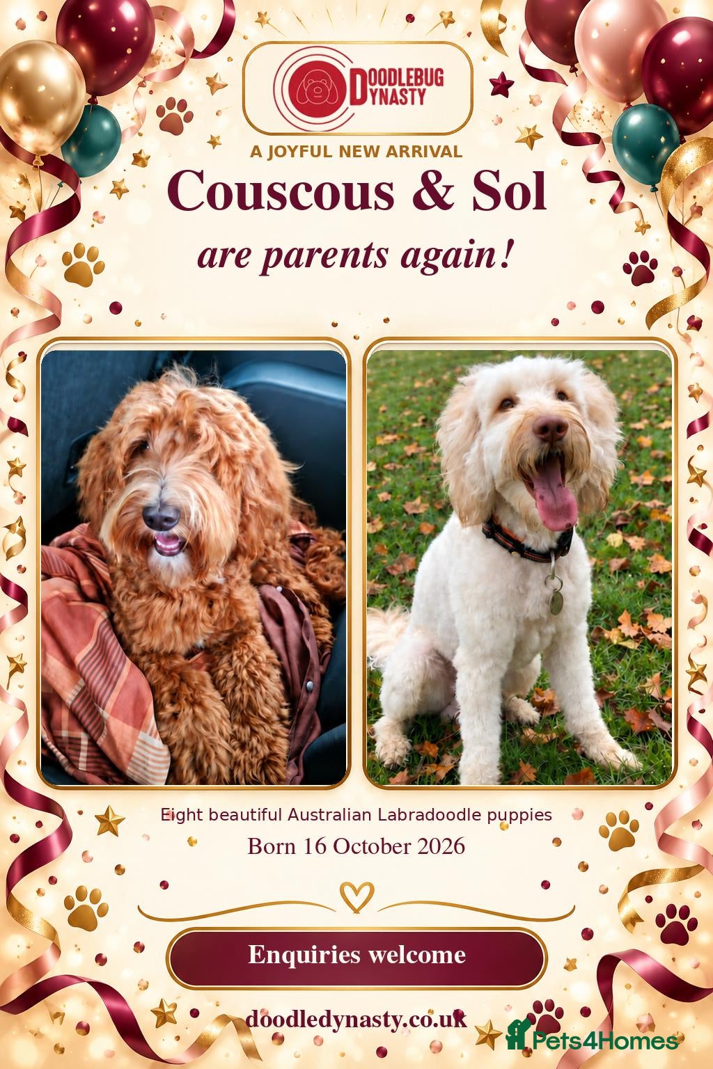 Australian Labradoodle dogs Multigen Aus Labradoodle Puppies Born 16 October - Advert 1