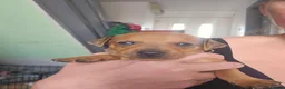 Miniature Pinscher dogs for sale: Adorable miniature pinscher puppies  - Advert 20