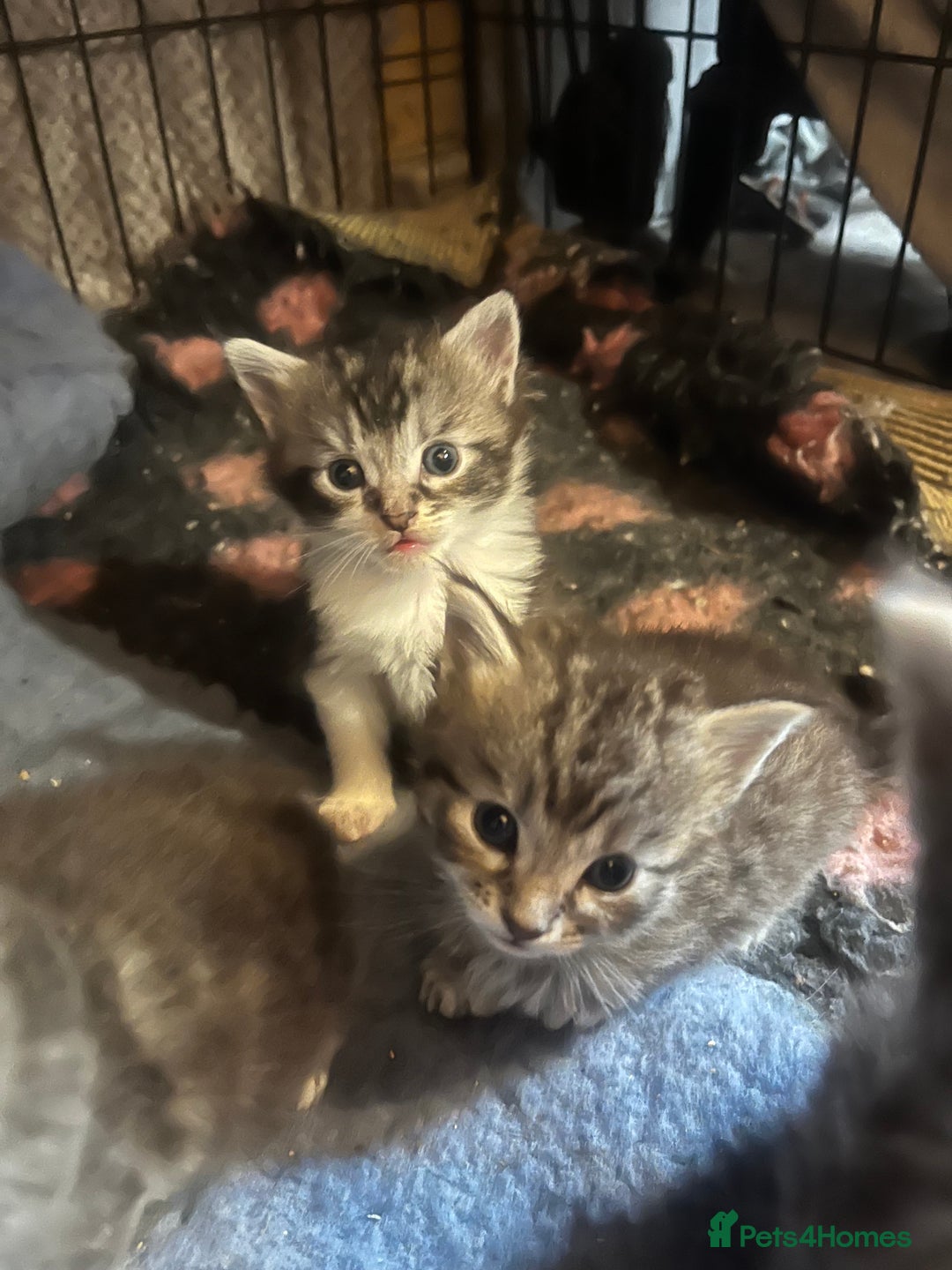 Maine Coon cats for sale: Maine coon kittens  - Image 9
