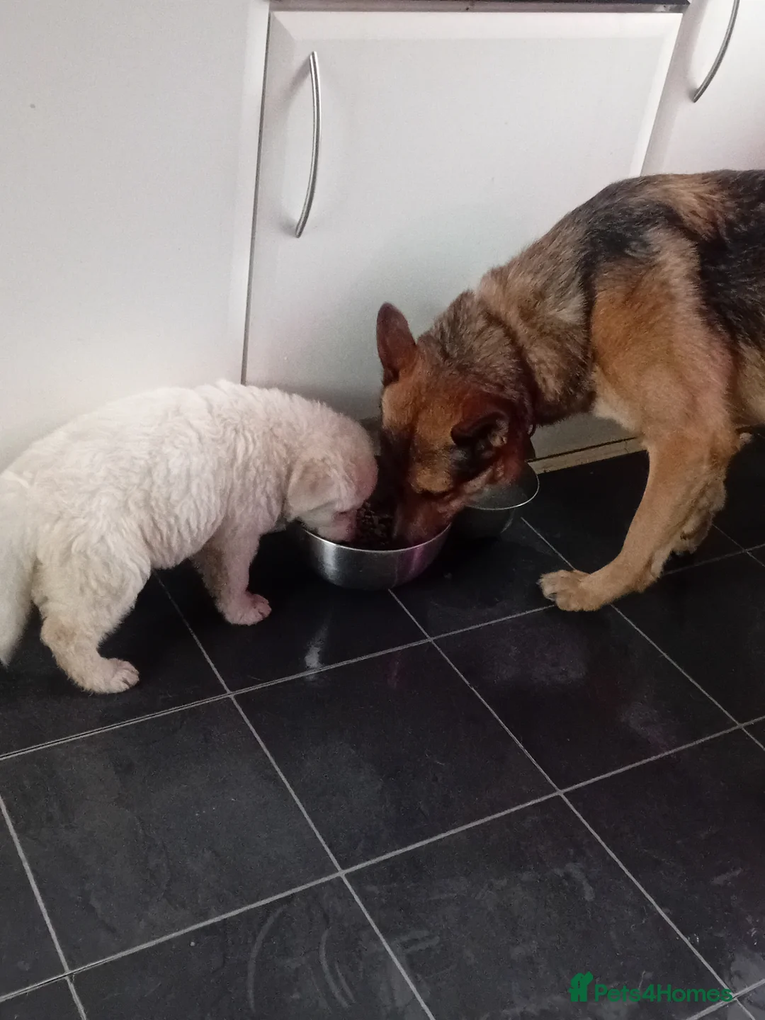 German Shepherd dogs for sale: Female german shephard - Advert 4