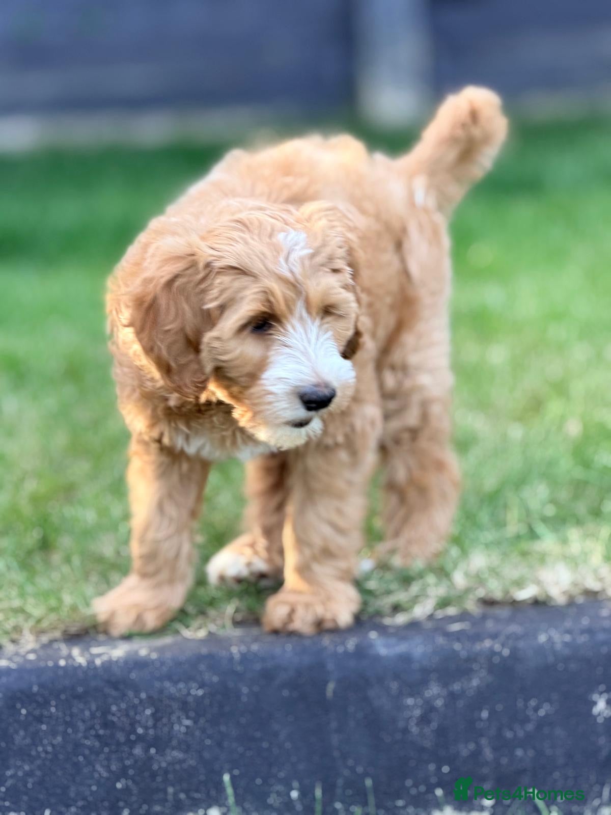 Australian Labradoodle dogs Doodle Bonkers - Advert 1