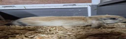 Mini Lop rabbits for sale: 8 week old mini lop rabbits for new home  - Advert 5