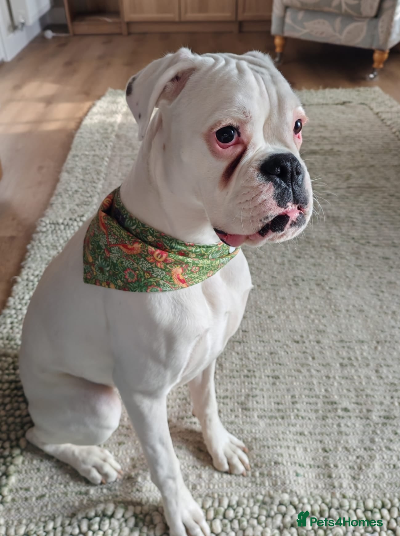 Boxer dogs Beautiful Pedigree White Boxer  - Advert 6