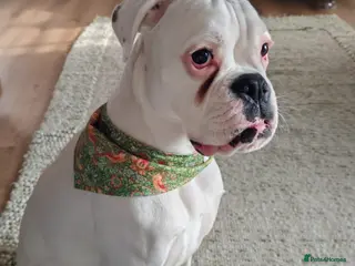 Boxer dogs Beautiful Pedigree White Boxer - Advert 6