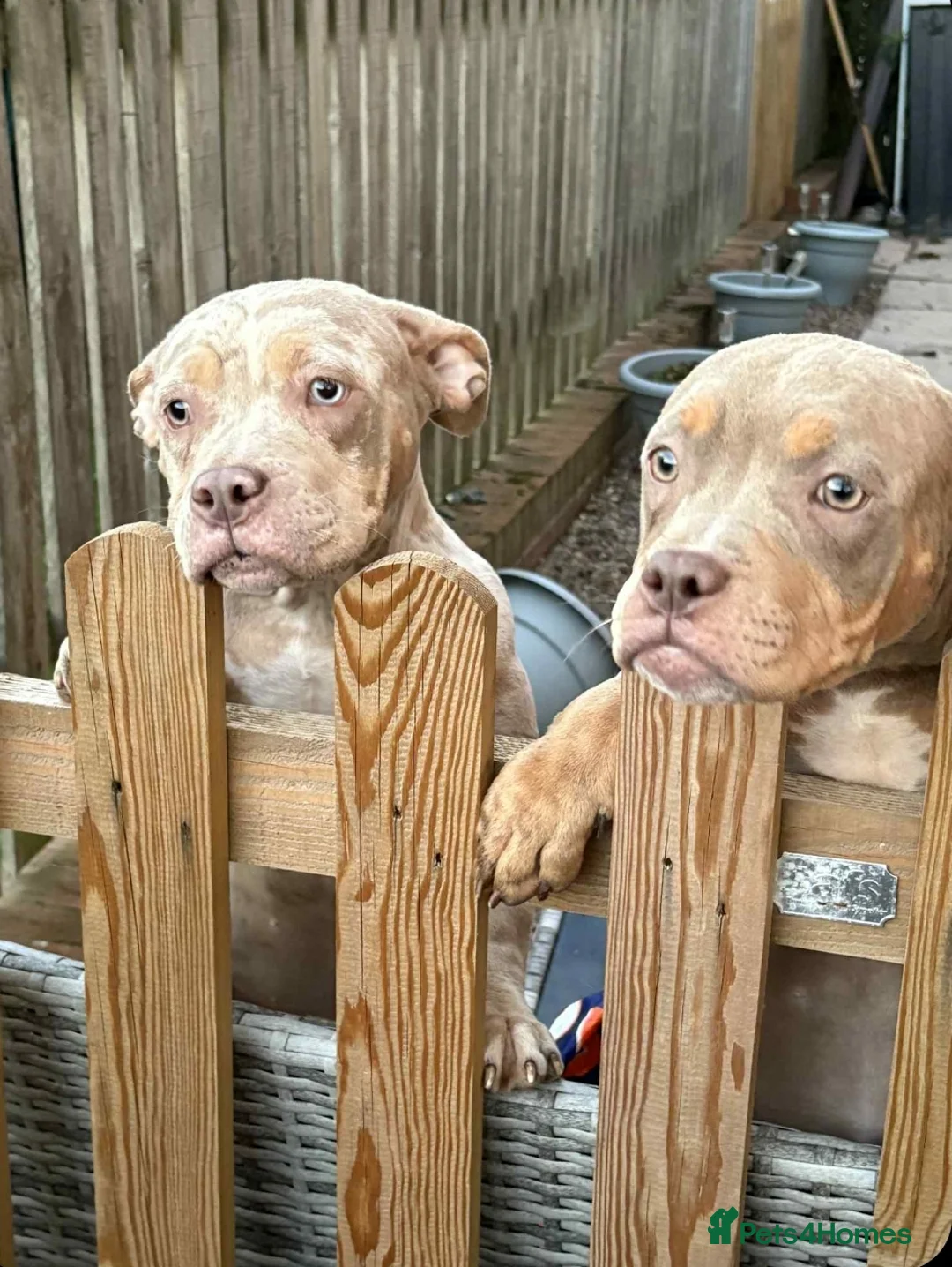 American Bulldog dogs for sale: 8 month pocket bully's  - Advert 3