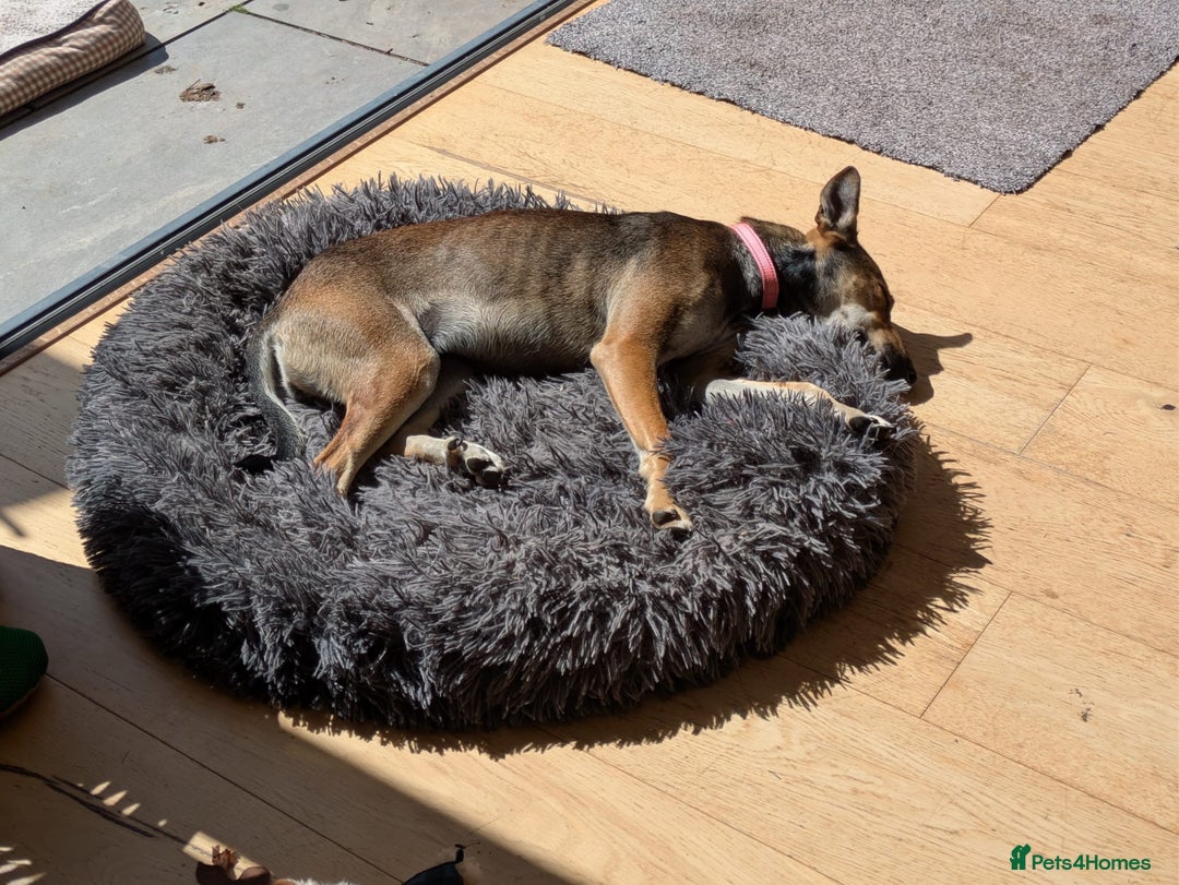 Mixed Breed dogs for adoption: Sweet Margot looking for Love  - Image 8