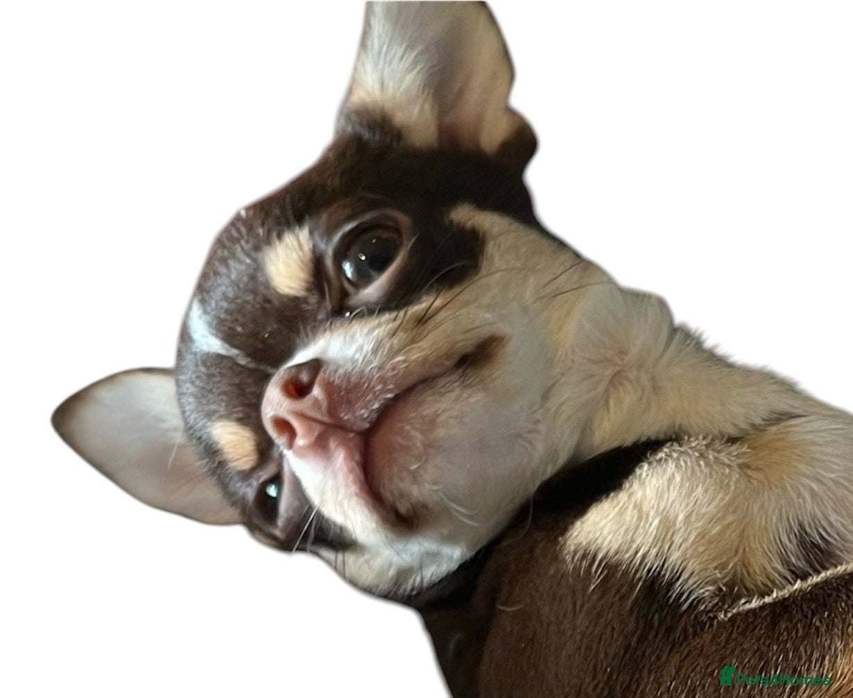 Chihuahua dogs 1.5KG Tiny and highly successful beautiful boy  - Advert 4