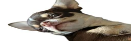 Chihuahua dogs for stud: 1.5KG Tiny and highly successful beautiful boy  - Advert 3