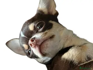 Chihuahua dogs 1.5KG Tiny and highly successful beautiful boy - Advert 18