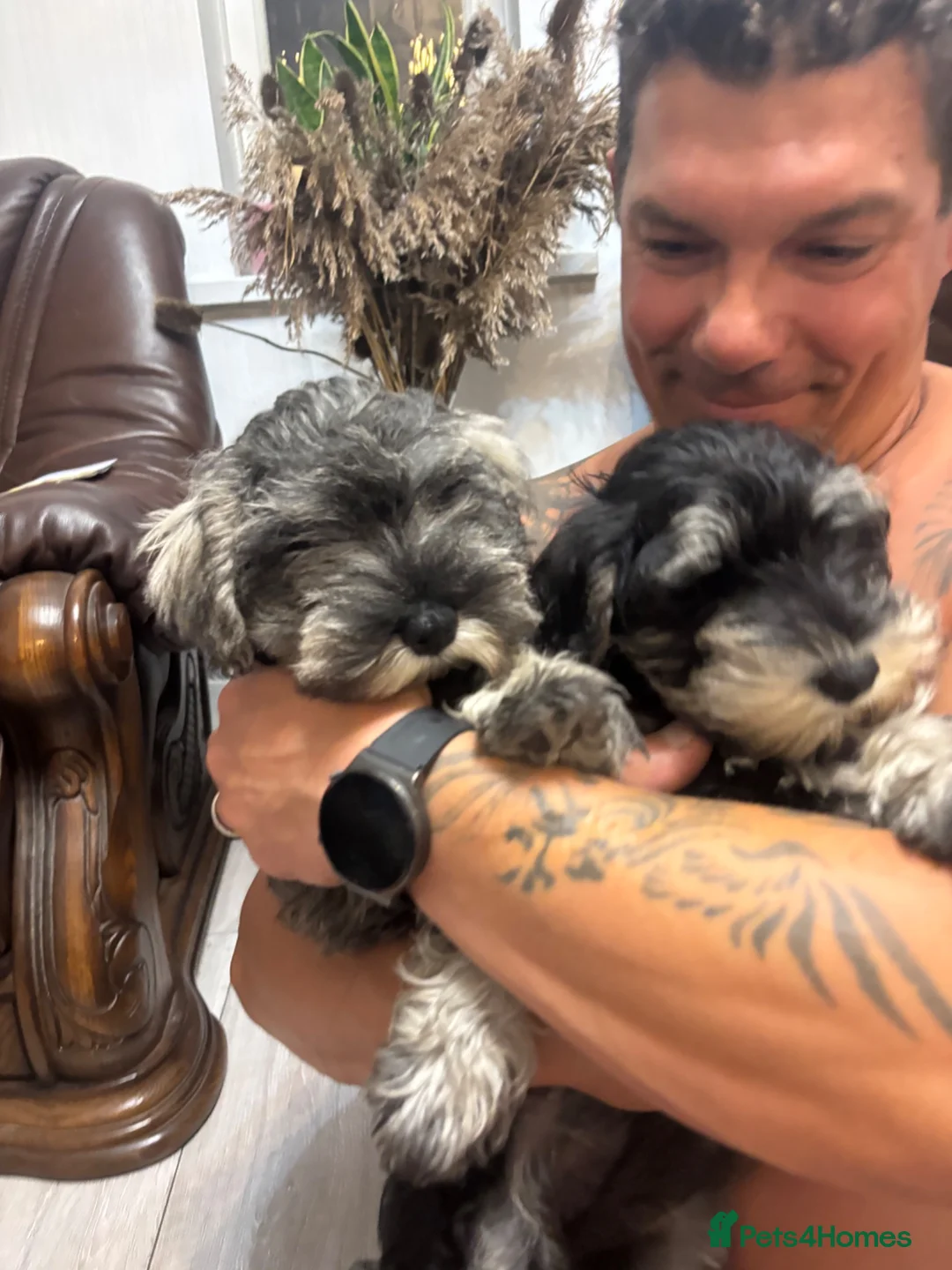 Miniature Schnauzer dogs for sale: Beautiful girl left  - Advert 23