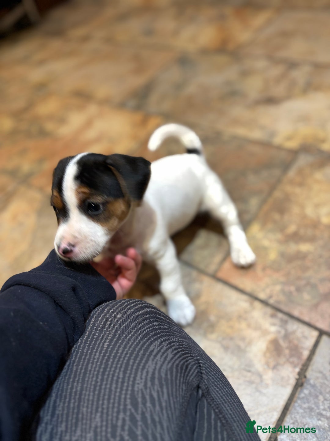Jack Russell dogs for sale: Jack Russell terrier Pups!  - Advert 7