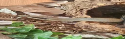 Rat Snake reptiles for sale: Female and male Vietnamese blue beauty rat snakes in Abertillery - Advert 2