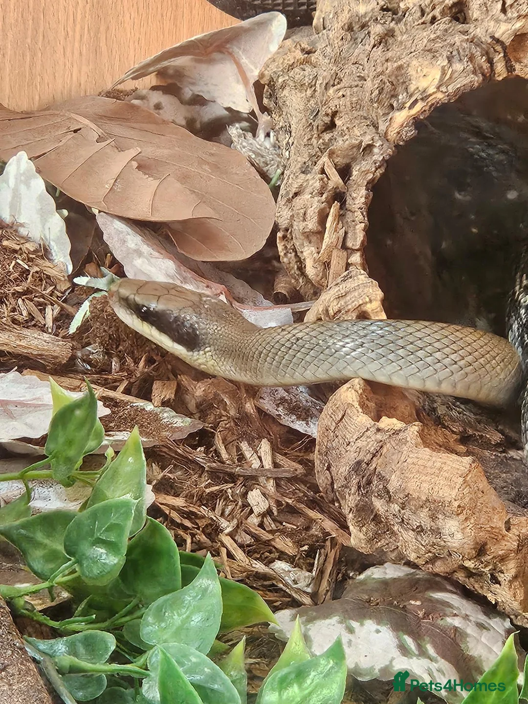 Rat Snake reptiles for sale: Female and male Vietnamese blue beauty rat snakes in Abertillery - Advert 2