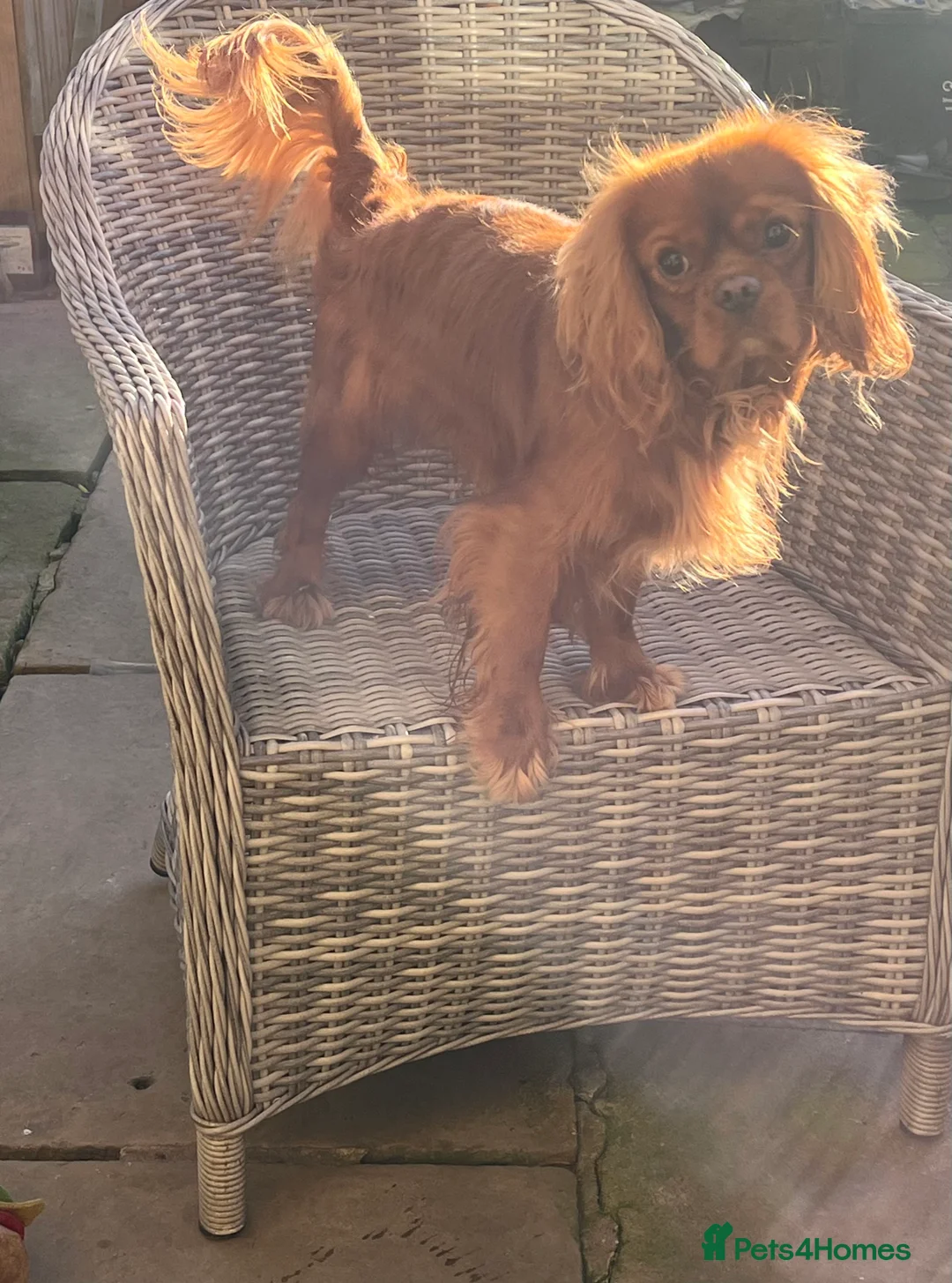 Cavalier King Charles Spaniel dogs for stud: STUD only!  KC registered  - Advert 2