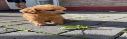 Toy Poodle dogs for sale: Red toy poodles  - Advert 20