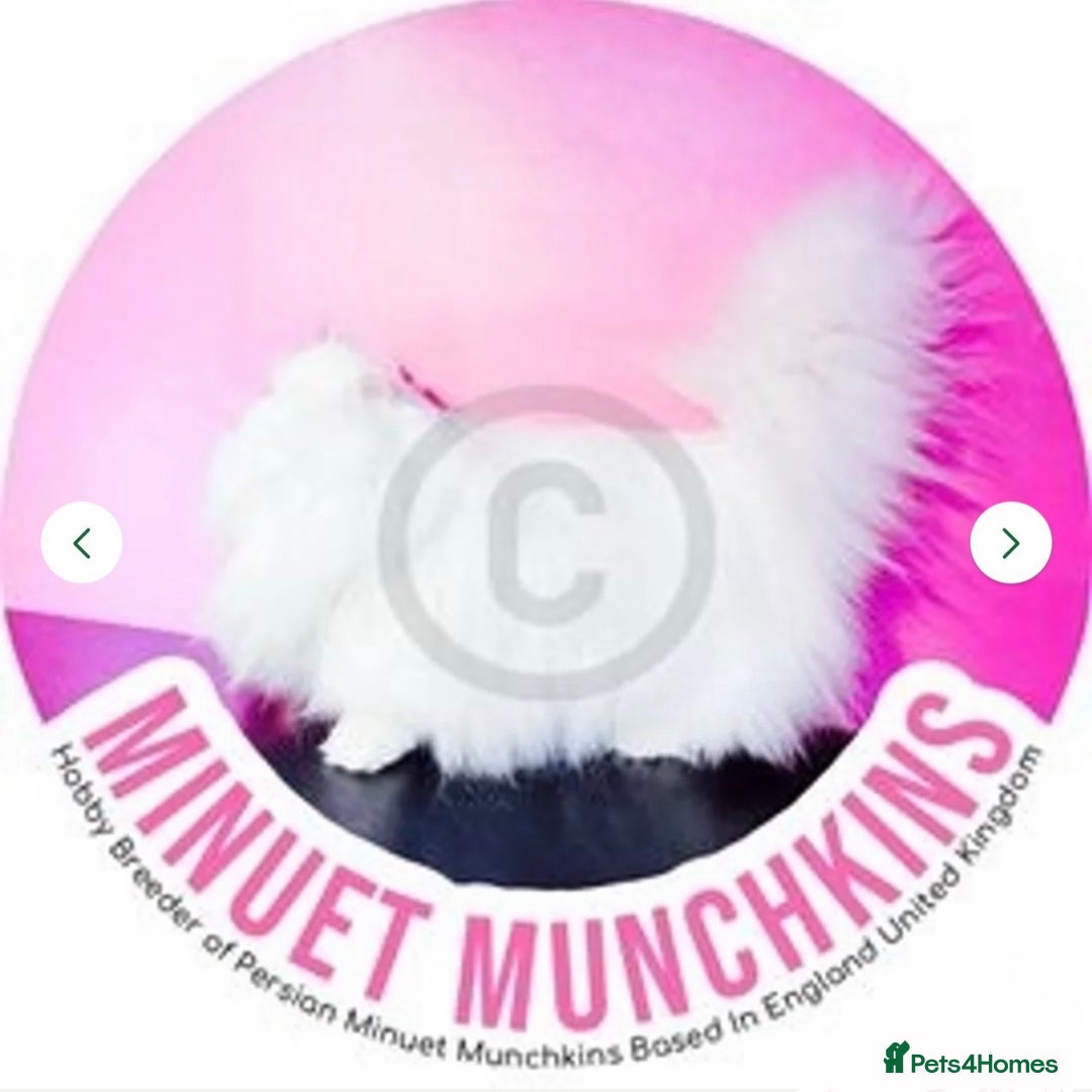 Munchkin cats for sale: White Persian Minuet munchkin blue & odd eyes - Image 4