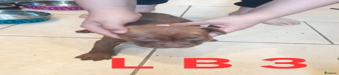 Lb3