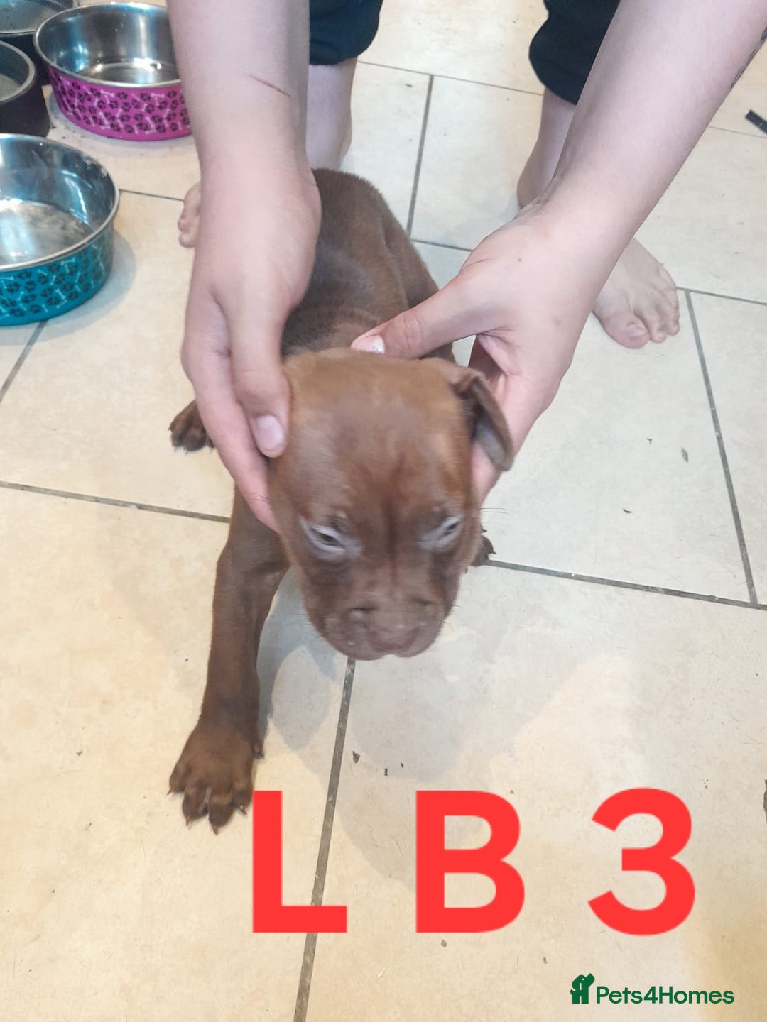Staffordshire Bull Terrier dogs for sale: Staffordshire bull terrier 2x litters - Image 6