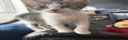 Aegean cats for sale: 3 males and 1 female  in Solihull - Advert 5