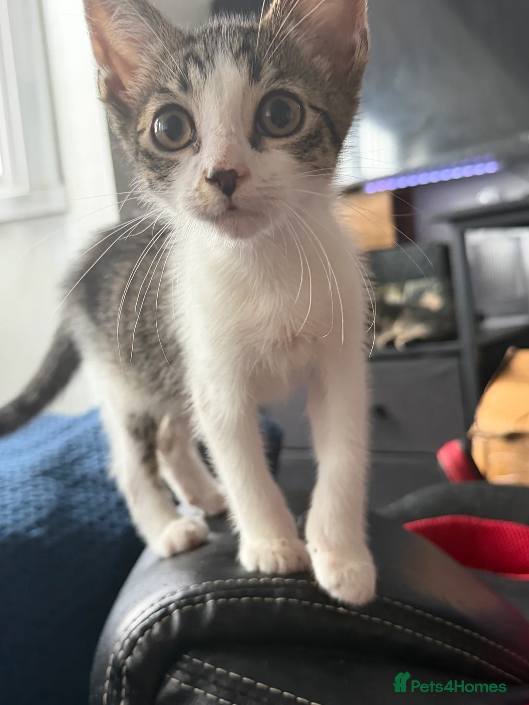 Aegean cats for sale: 3 males and 1 female  in Solihull - Advert 5