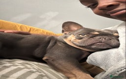 French Bulldog dogs for sale: Cute French bulldog  - Image 1
