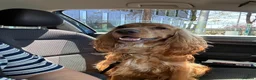 Cocker Spaniel dogs for stud: Golden show cocker spaniel for stud  - Advert 5