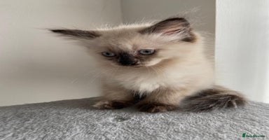 Mixed Breed cats - Advert 2