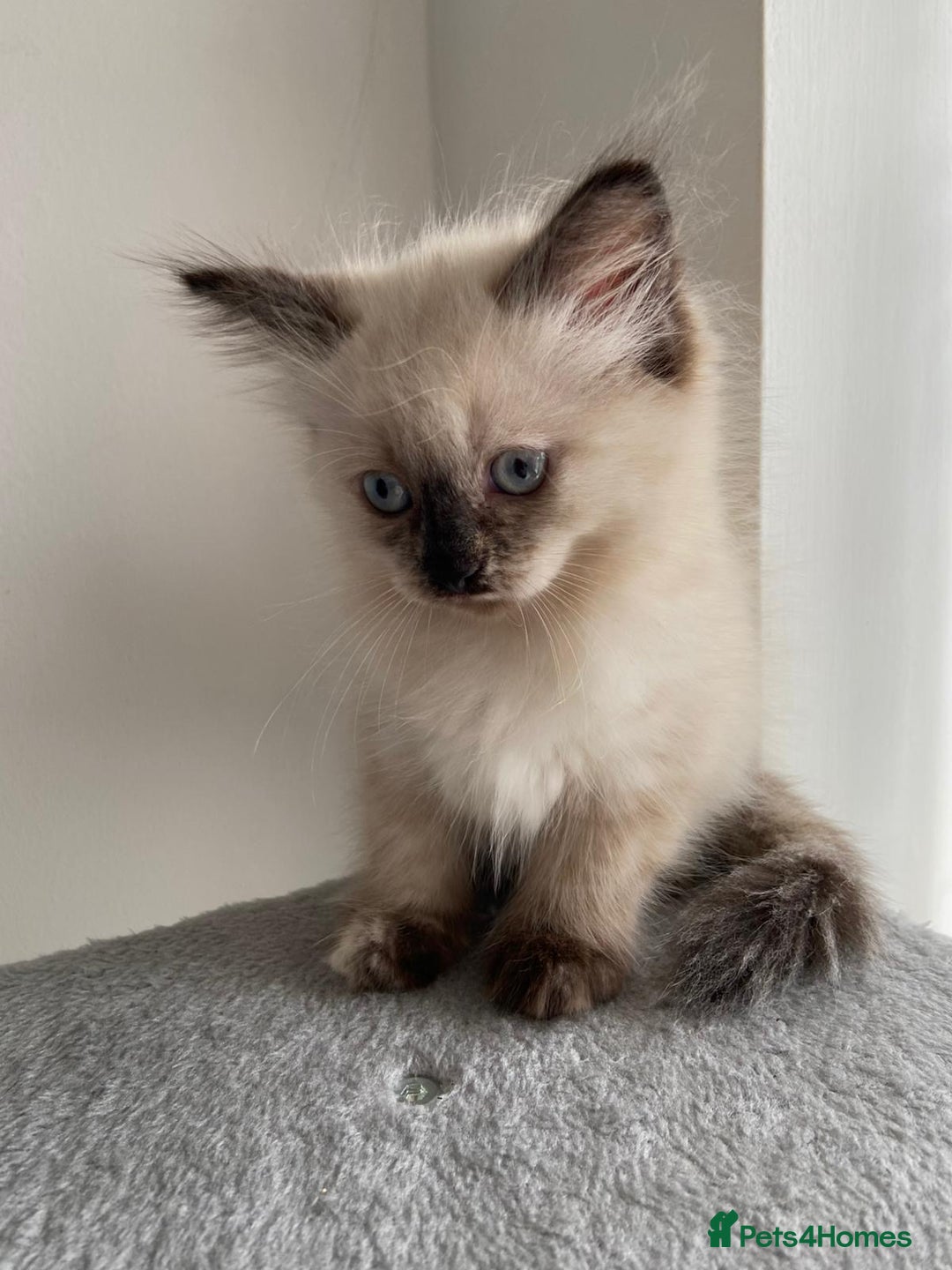 Mixed Breed cats for sale: 5 Half-Ragdoll kittens ❤️ - Image 2