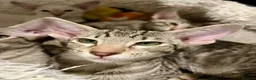 Oriental cats for sale: Exceptional show quality Orientals and Siamese  - Advert 39