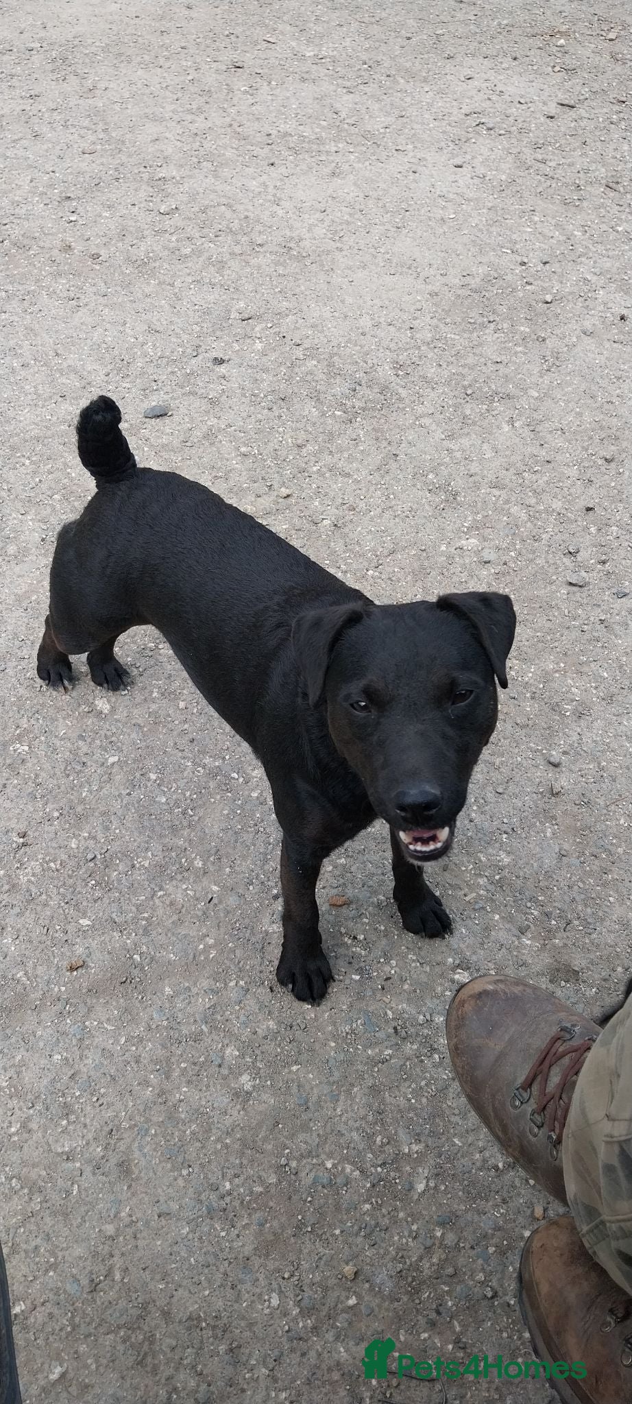 Patterdale Terrier dogs Patterdale bitch 7 month old - Advert 6