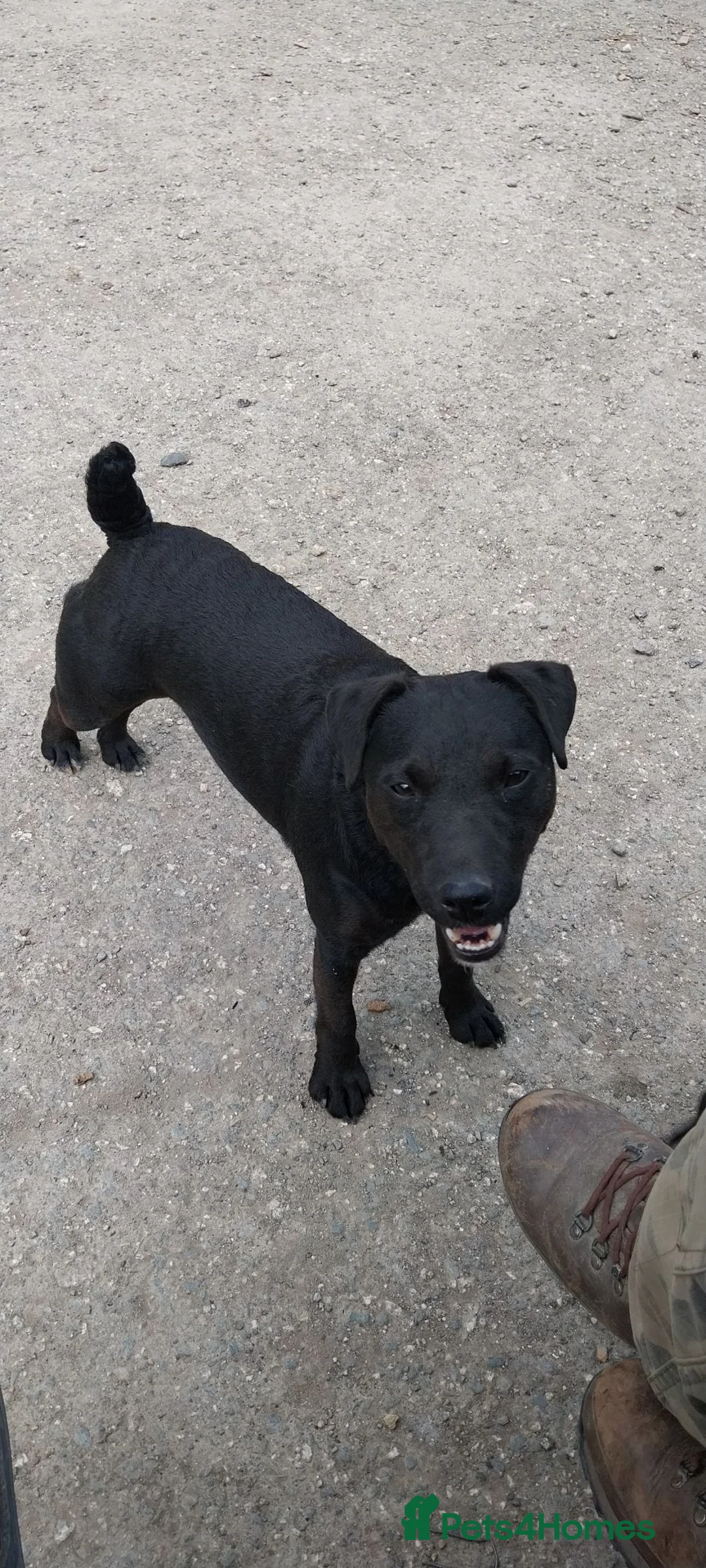 Patterdale Terrier dogs for sale: Patterdale bitch 7 month old in Bodmin - Advert 1